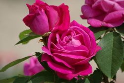 Rosen veredeln - Traumhaft schöne Blüten