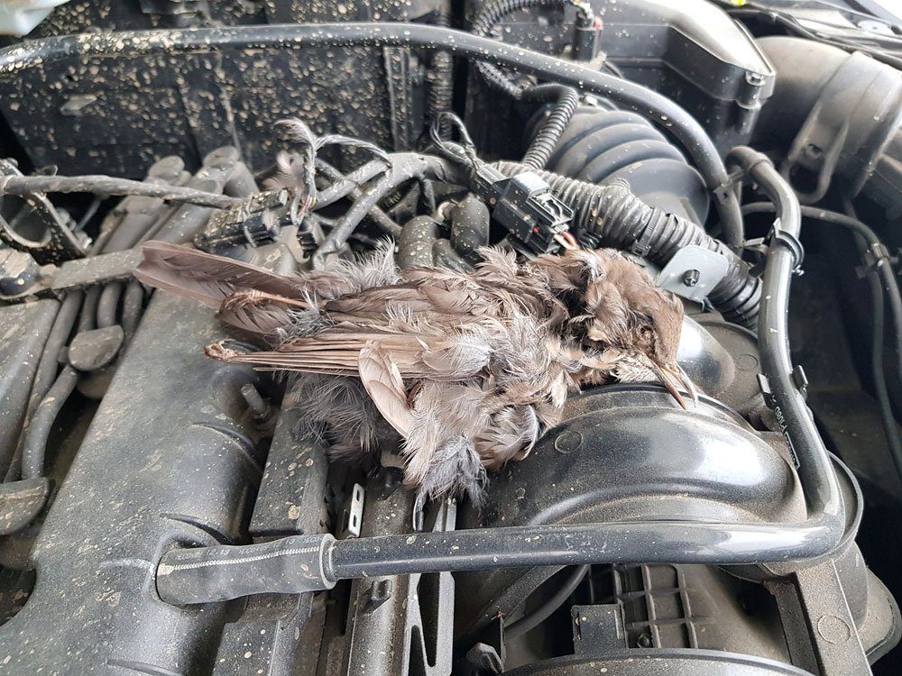 Marder Auto Schaden