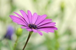 © seewhatmitchsee - Fotolia.com Bilder bekommen einen romantischen Touch