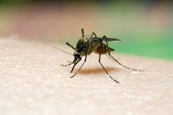© Sergejs Nescereckis - Fotolia.com Nicht der Stich der Anopheles Mücke ist gefährlich, sondern der Erreger Plasmodium