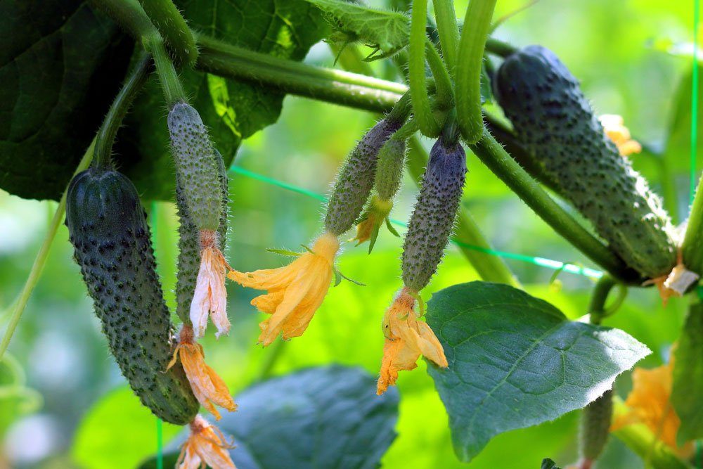 gurken samen jungpflanzen anbau pflege