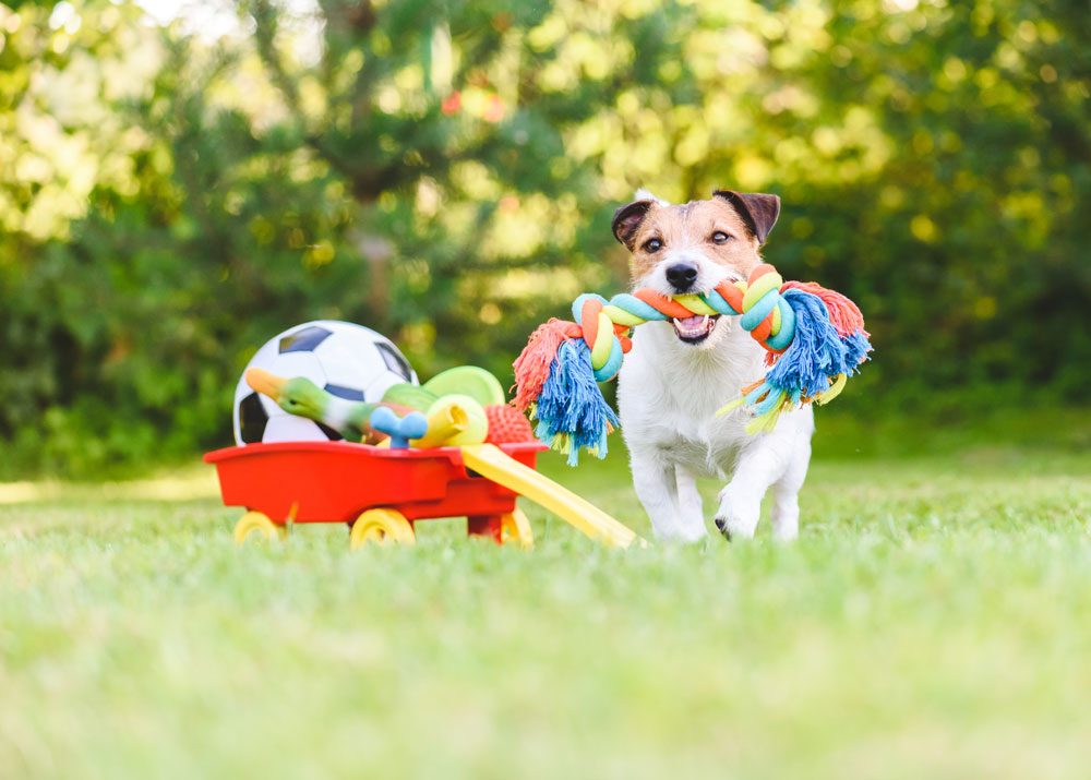 hundespielzeug auswahl charakter größe hund