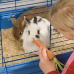 Kaninchen artgerecht käfig füttern