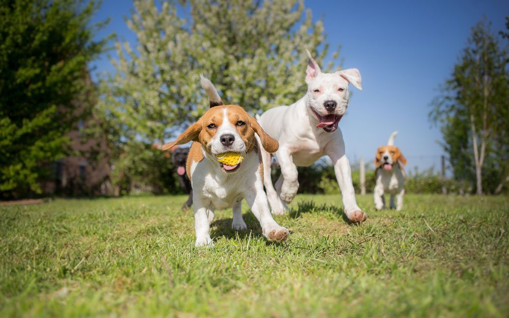 frühkastration vorteile nachteile hund