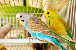 © cristi180884 - Fotolia.com Zwei Wellensittiche zusammen fühlen sich wohler