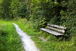 © alpineva - Fotolia.com Zecken sitzen bevorzugt an Waldrändern
