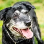 alter hund krankheiten leben