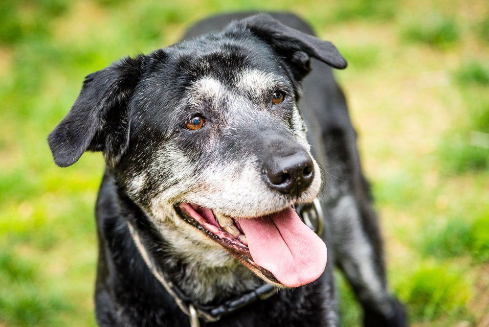 alter hund krankheiten leben