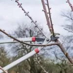 Obstbäume schneiden tipps anleitung