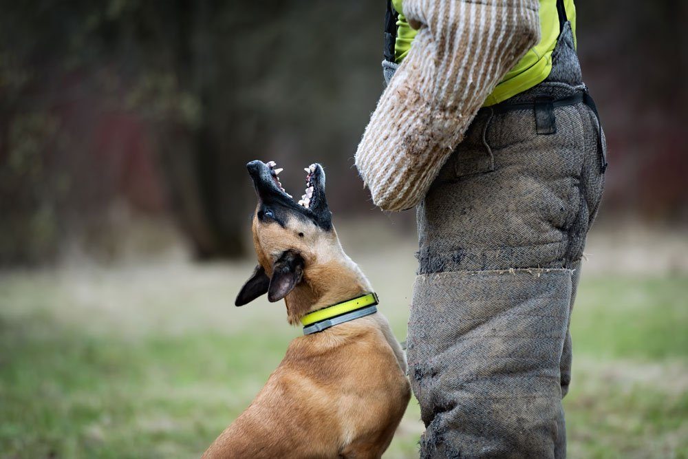hundesport spezial schutzhund