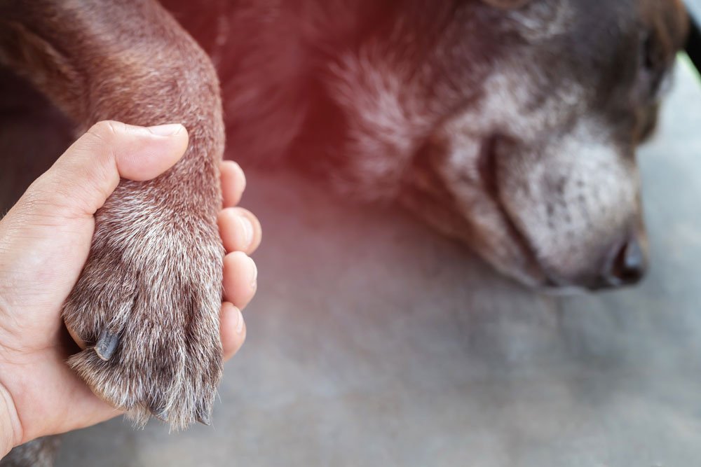 hund alt tod letzter weg abschied