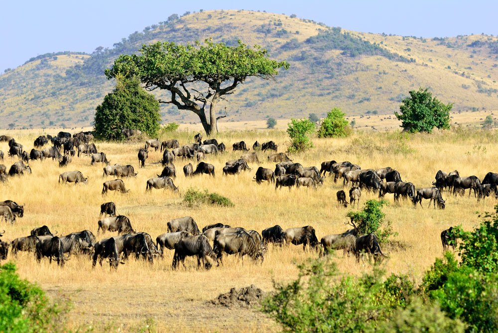 kenia masai mara tipps