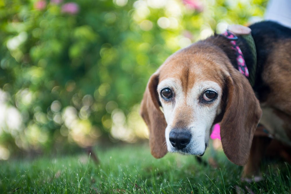hund abschied tierarzt abmagern