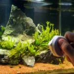 aquarium algen reinigen entfernen tipps