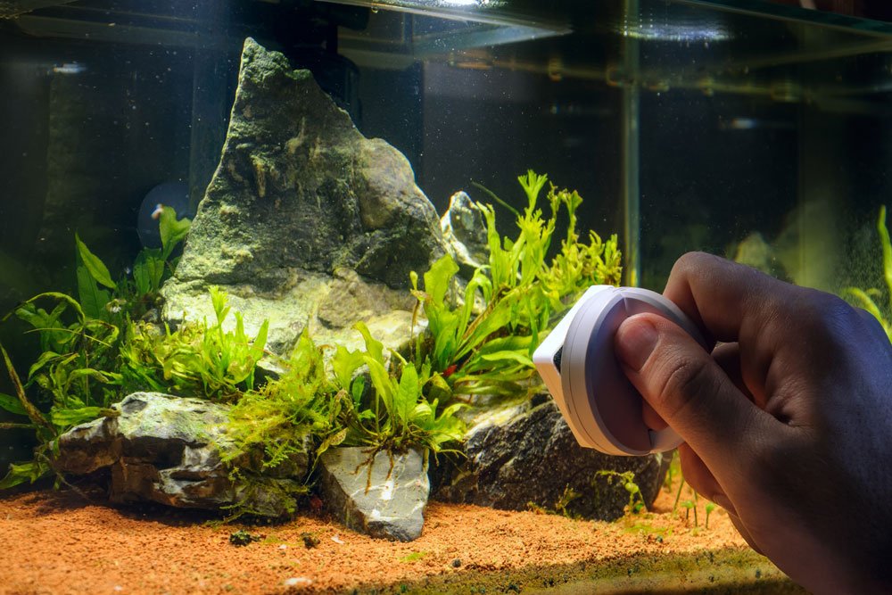 aquarium algen reinigen entfernen tipps