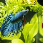 aquarium kühlen aufheizen tipps