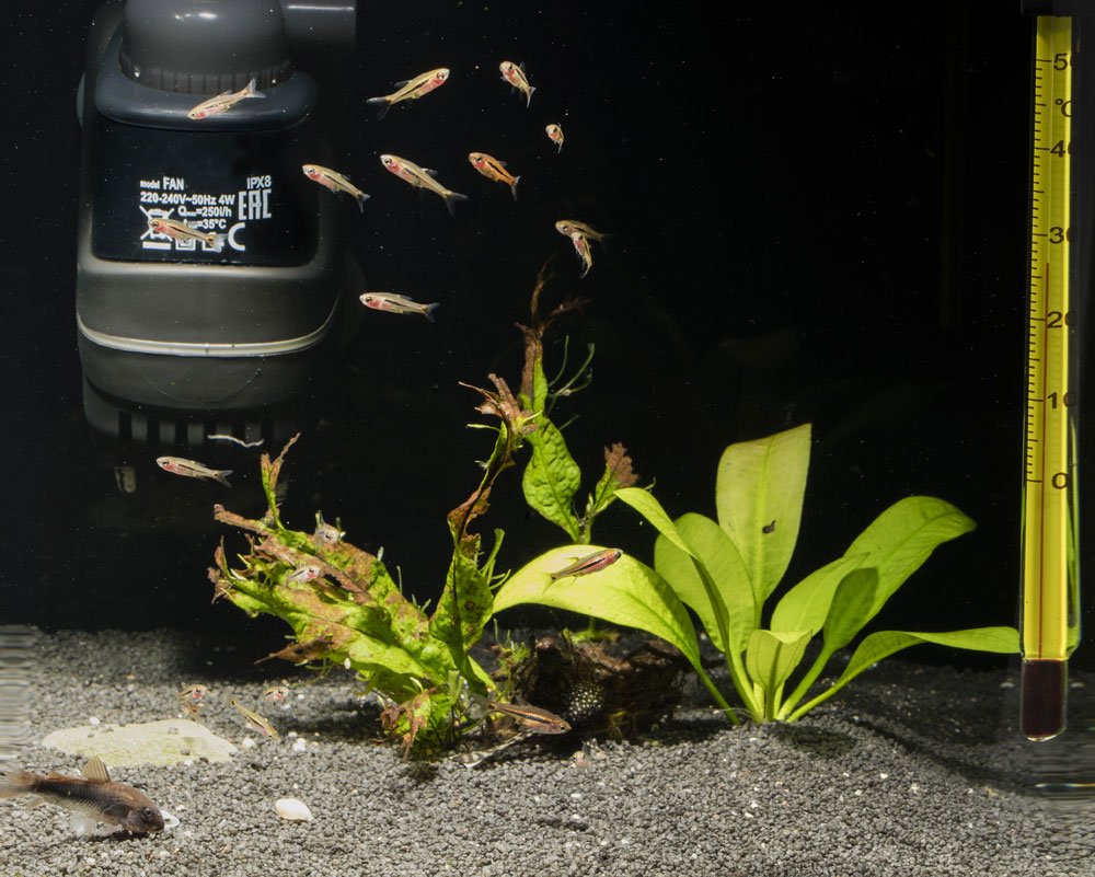 aquarium filter reinigung tipps