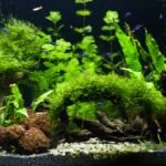 aquarium pflanzen braun hilfe tipps