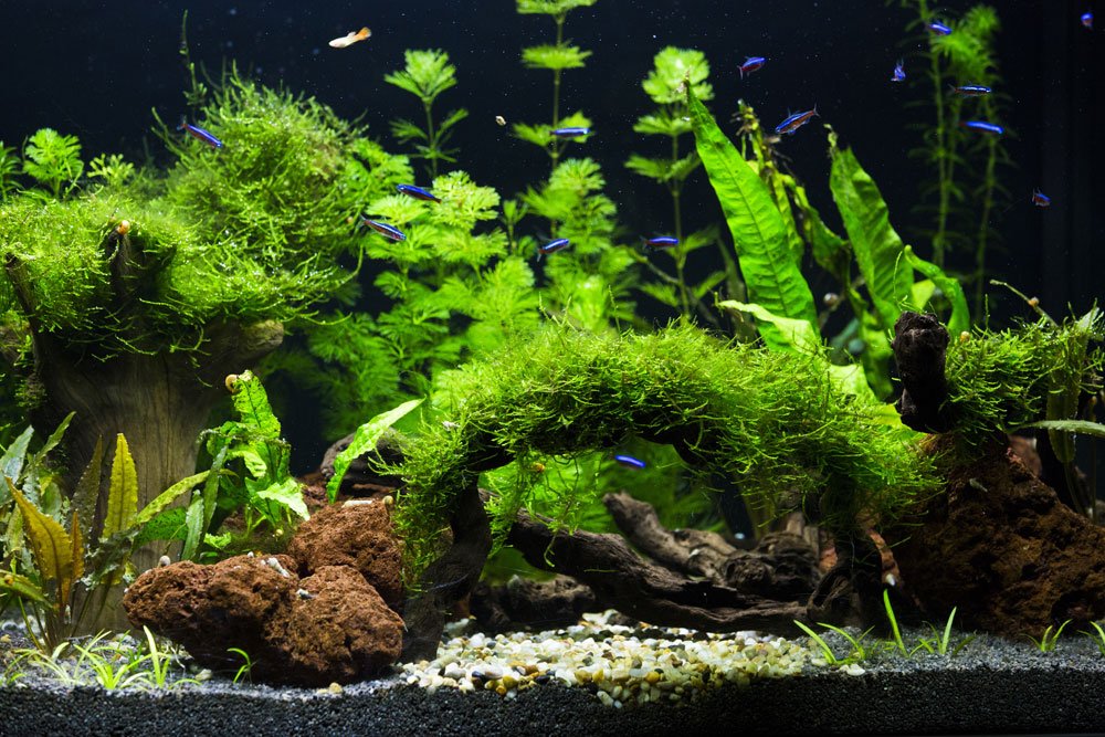 aquarium pflanzen braun hilfe tipps