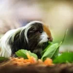meerschwein haarausfall stress tipps