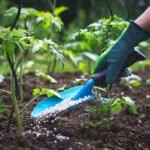 tomaten düngen kuhmist pferdemist tipps pflege