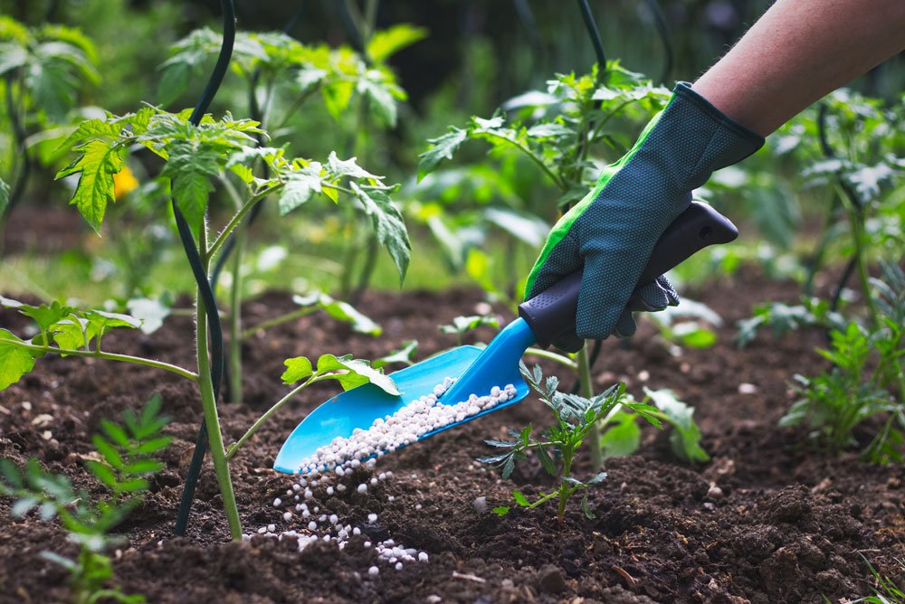 tomaten düngen kuhmist pferdemist tipps pflege