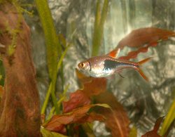 © Henryk Olszewski - Fotolia.com Pflanzen im Aquarium werden braun - Finden Sie die Ursache