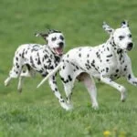 hund taubheit rassen