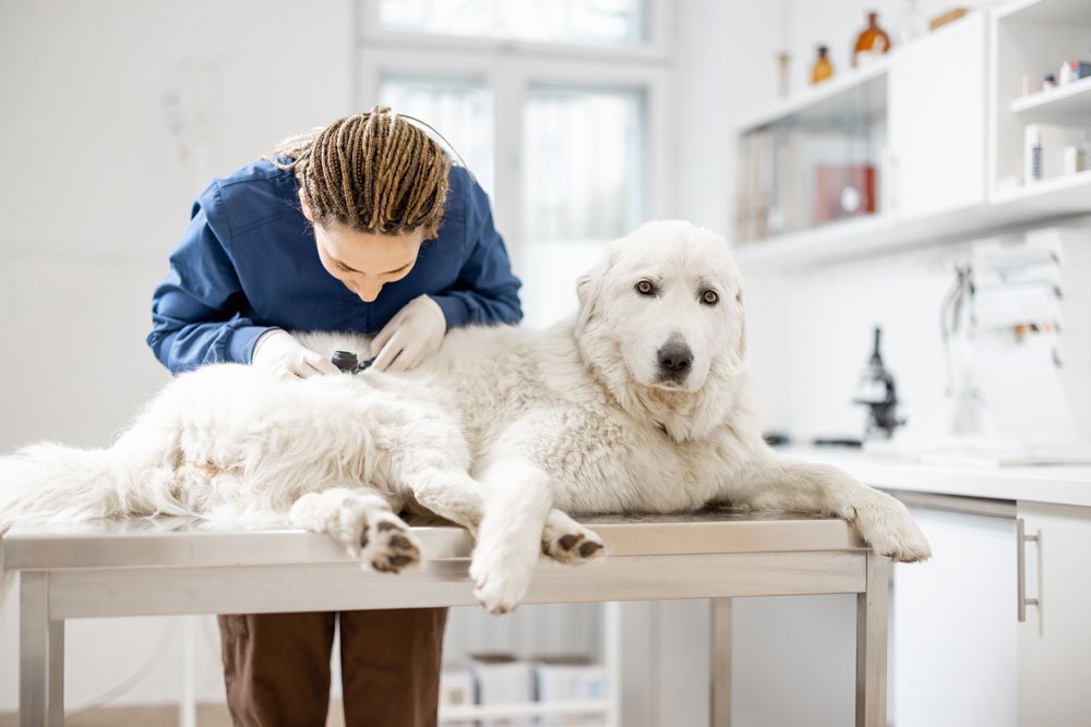 hautkrankheiten hund symptome