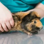 meerschwein milben parasiten tierarzt