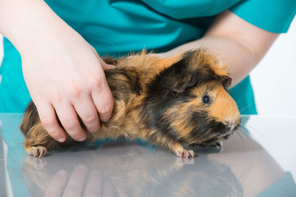 meerschwein milben parasiten tierarzt