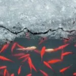 fische winter gartenteich