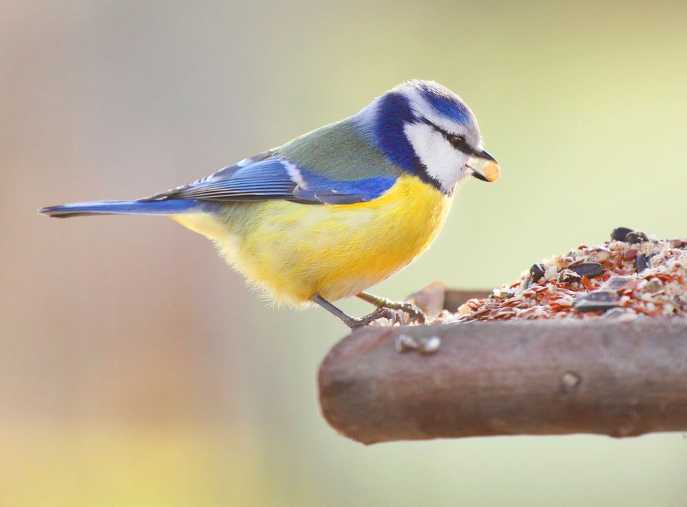 Blaumeise wird im Winter gefüttert.