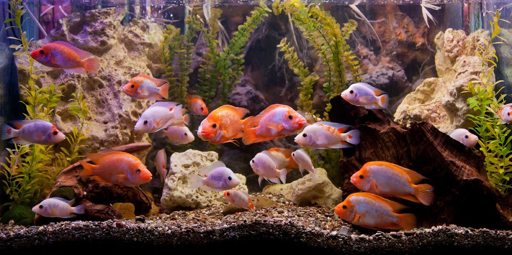 aquariumrückwand selber tipps anleitung