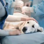 hund krankheiten bakterien