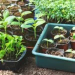 gartenarbeit mai tipps