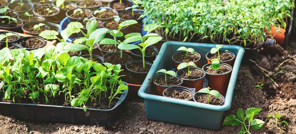 gartenarbeit mai tipps