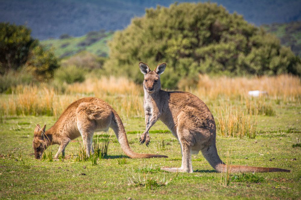 australien outback tipps