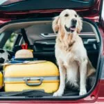 hund stress autofahren tipps