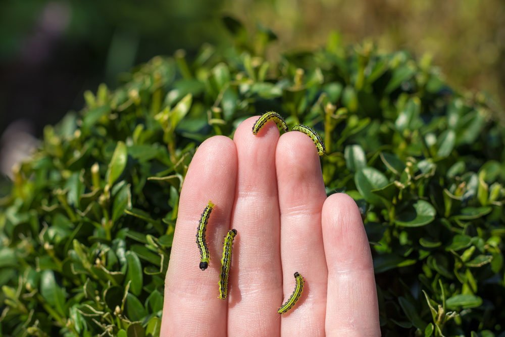 garten schädlinge tipps buchsbaumzünsler