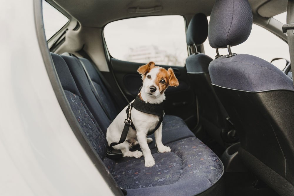 hund autofahren stress tipps