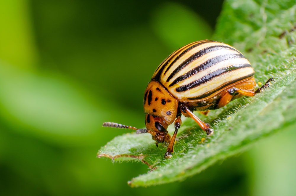 garten schädlinge tipps blattkäfer