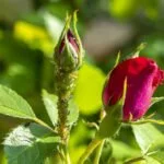 blattläuse rosen tipps bekämpfen