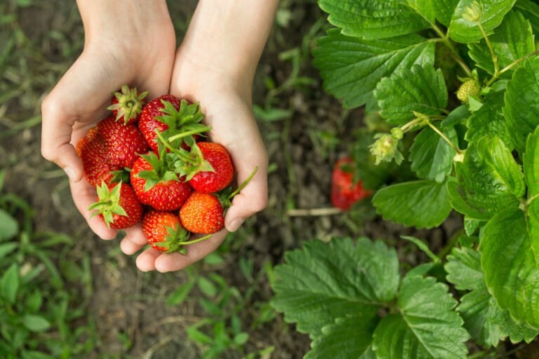 Erdbeeren düngen Wann ist die beste Zeit dafür?