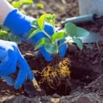 erdbeeren pflanzen anleitung tipps