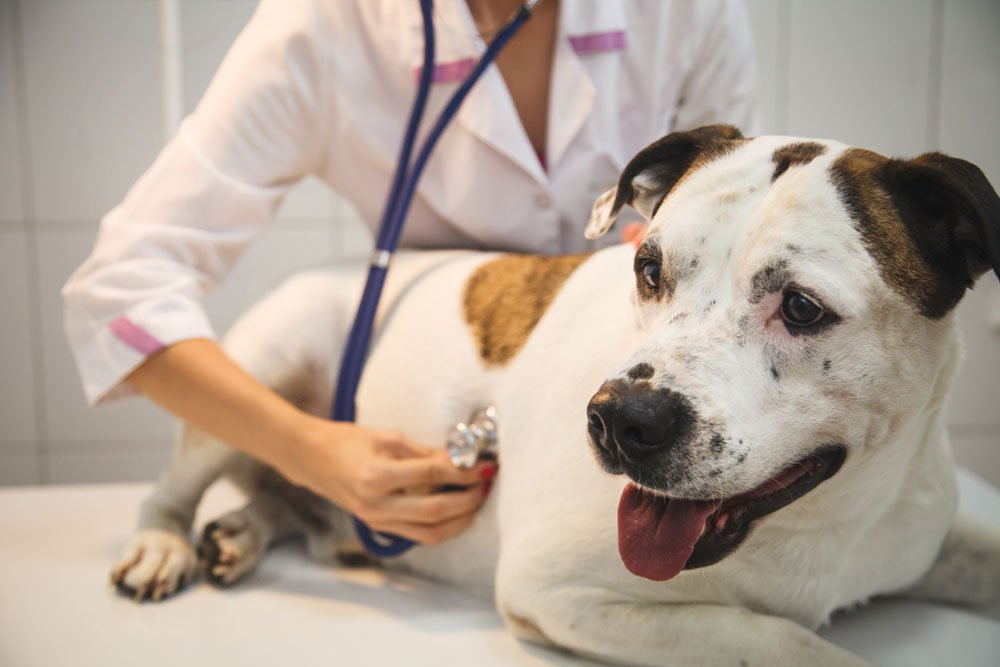 hunde herkrankheiten symptome behandlung