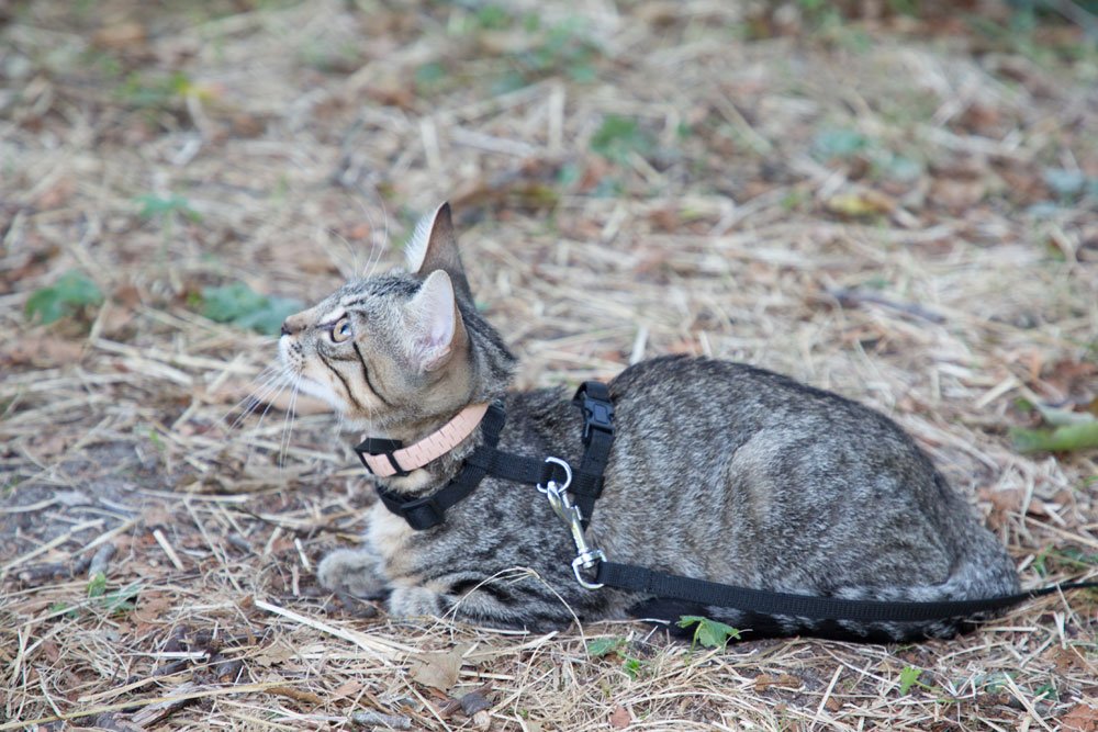 katze leine geschirr gewöhnung