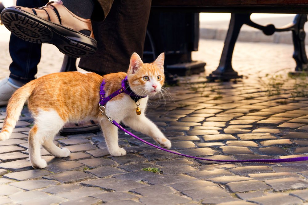 katze leine umgebung üben