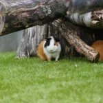 meerschwein haltung draußen tipps