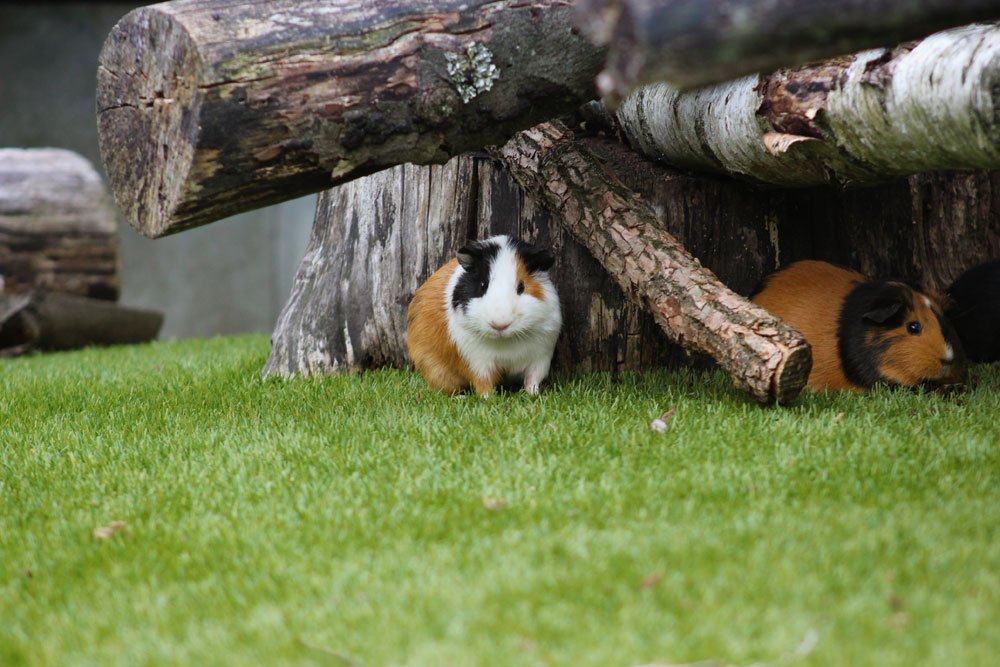 meerschwein haltung draußen tipps